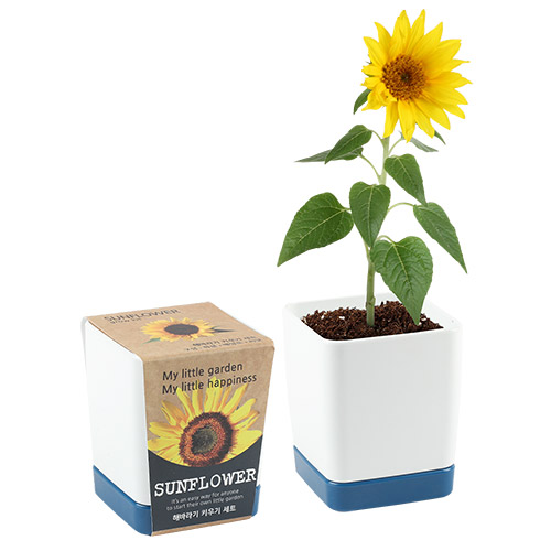 ����簢 ȭ��- �عٶ��